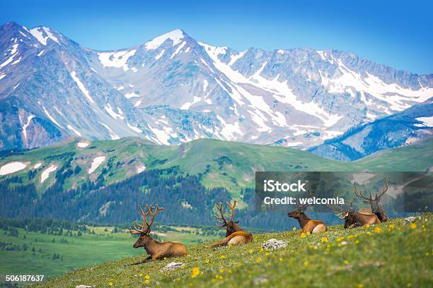 North American Invernali - Fotografie stock e altre immagini di Colorado - Colorado, Montagne Rocciose, Estes Park