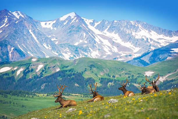 North American Elks North American Elks on the Rocky Mountain Meadow in Colorado, United States. Resting Elks deer family photos stock pictures, royalty-free photos & images