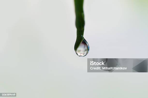 Reflection In Water Drop On Leaf Stock Photo - Download Image Now - Abstract, Beauty In Nature, Bright