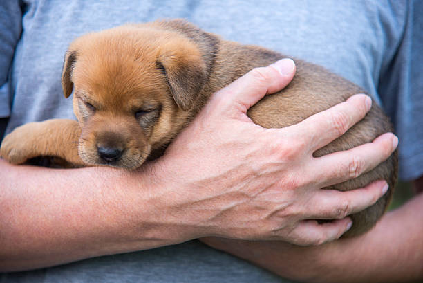istock Cute puppy on his hands 506189601