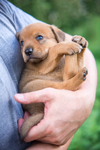istock Cute puppy on his hands 506189609