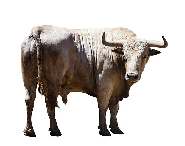 istock Big gray bull, isolated over white 506189971