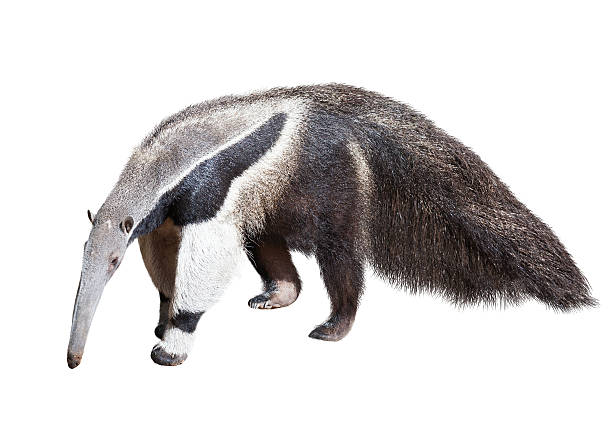 Giant anteater Giant anteater (Myrmecophaga tridactyla). Isolated over white background anteater stock pictures, royalty-free photos & images