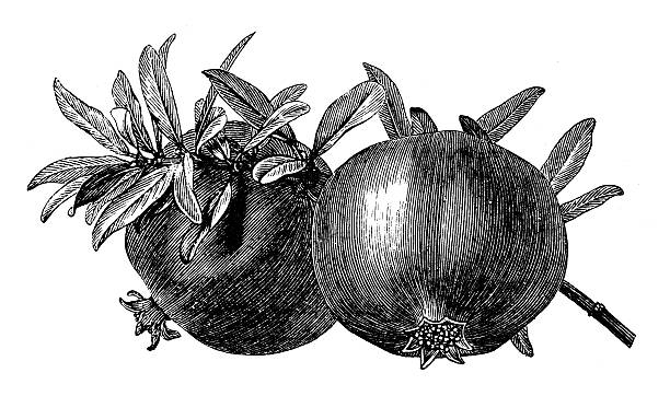 앤틱형 일러스트 석류 (punica granatum - pomegranate pomegranite tree tree leaf stock illustrations