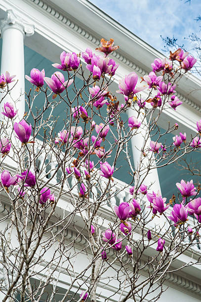 arbre de fleur de magnolia et antebellum house - high society colonial style house mansion photos et images de collection