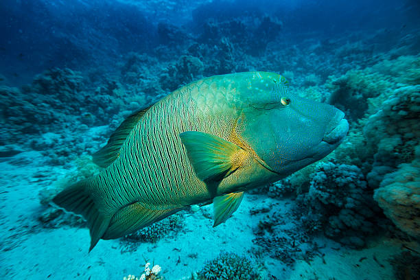 Napoleonfish Underwater  sea life - coral reef. Napoleonfish ( Cheilinus undulatus, Humphead wrasse )  fish,  deep in tropical sea.  humphead wrasse stock pictures, royalty-free photos & images