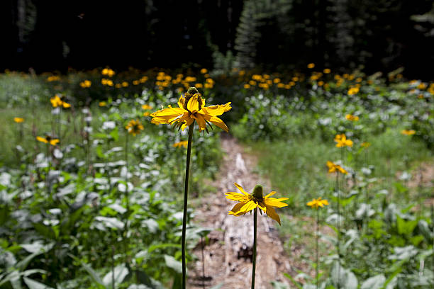 istock California Cone flower meadow 506191393
