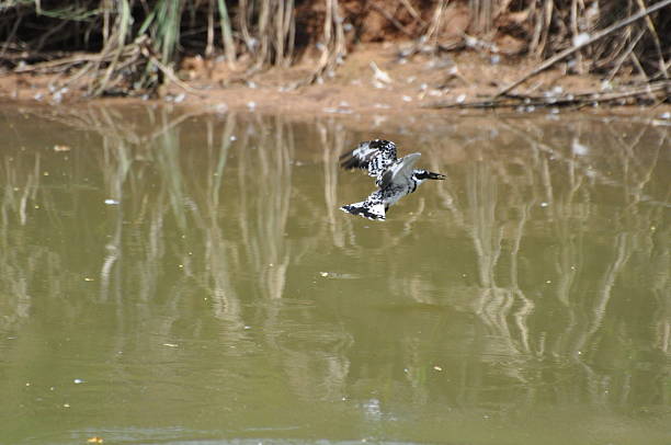 istock Pied Kingfisher W/ Fish in Beak 506191763