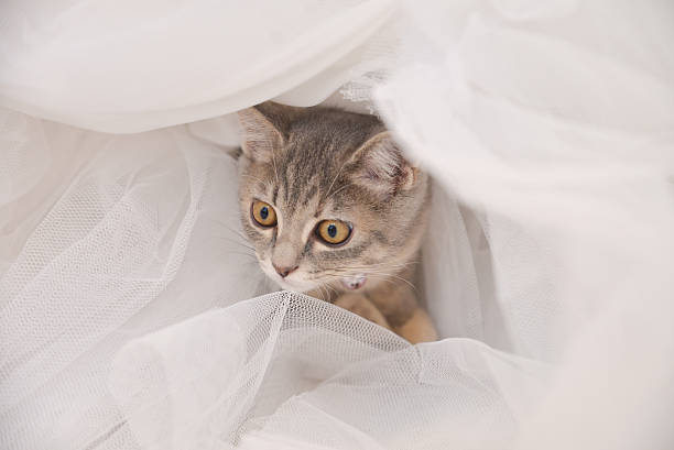 istock Cute, furry cat sitting 506191817