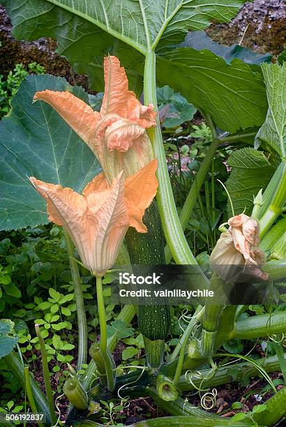 スクワッシュの花庭園の骨髄 - イタリアのストックフォトや画像を多数ご用意 - イタリア, イタリア文化, イタリア料理