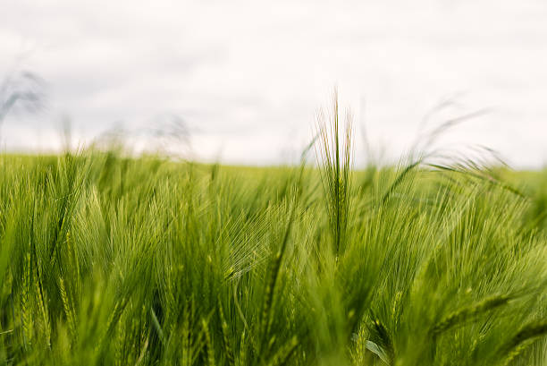 green wheat field at spring time. stock photo