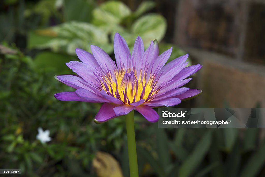 Water lily. Beautiful violet color of water lily. Aquatic Organism Stock Photo