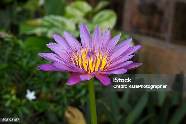 Water Lily Stock Photo - Download Image Now - Aquatic Organism, Asia, Beauty