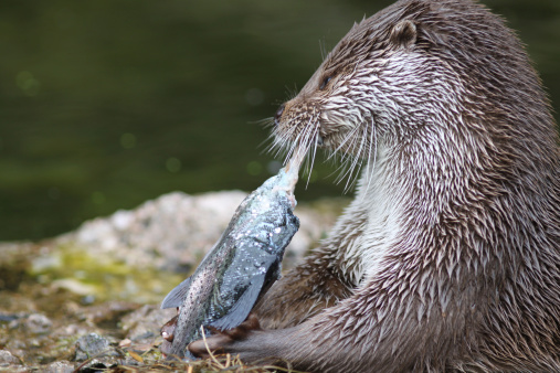 Close up of a otter feeding