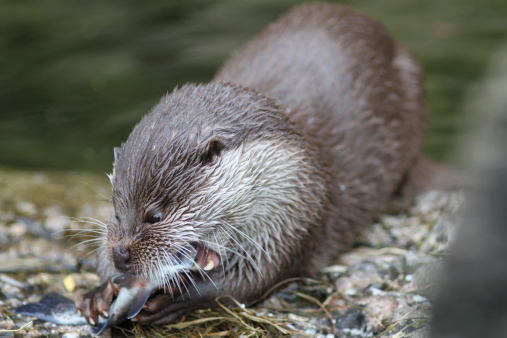 Close up of a otter feeding
