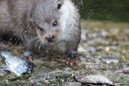 Otters thrive on the Los Llanos of Colombia