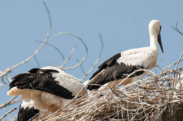 istock You storks in their nests 506194371