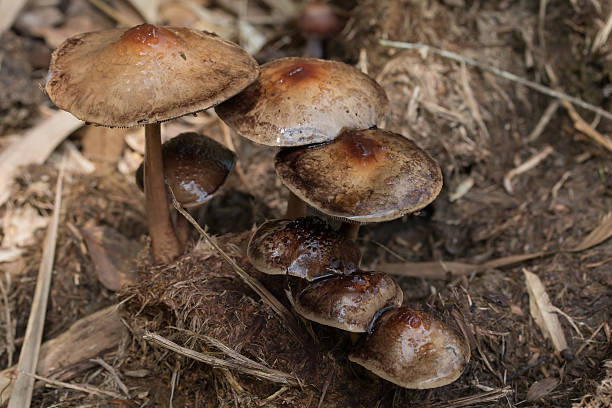 istock Closeup brown mushroom in forest. 506194806