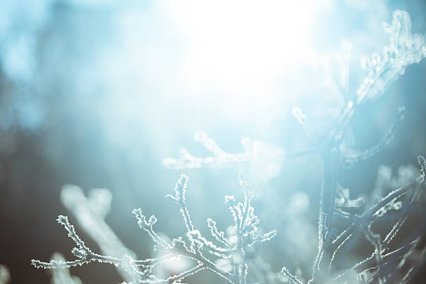 istock Cold and sunny morning in the woods 506194914