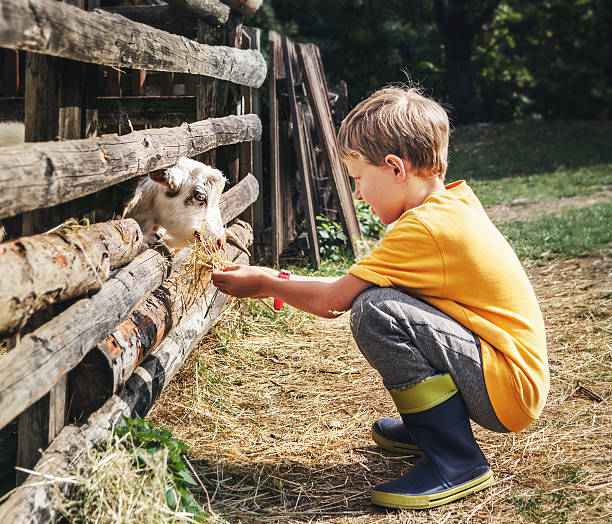 vacanze nel paese-bambino nutre un capra - petting zoo foto e immagini stock