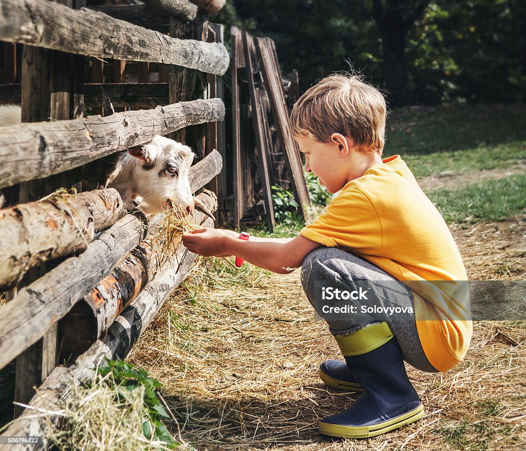 Holidays in the country - little boy feeds a goat Child Stock Photo