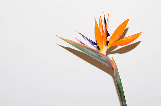 istock Bird of Paradise flower 506197874