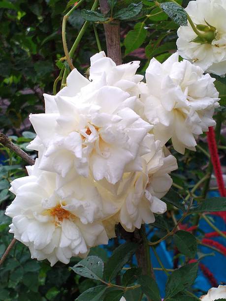 istock The Beautiful White Climbing India Rose Flowers 506198516