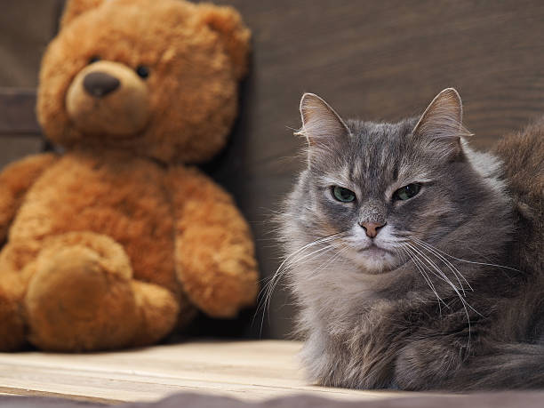 istock The Cat in the children's room 506199194