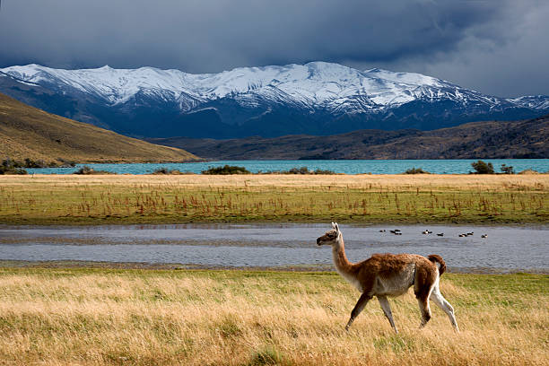 istock Guanaco at Laguna Azul 506200116
