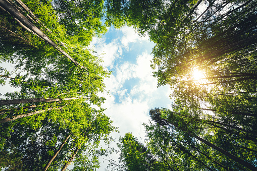 Green spring treetops in the forest. Low angle view.