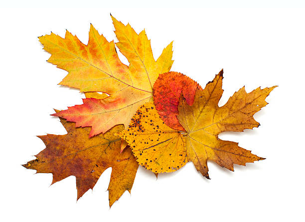 autumn leafs over white autumn leafs over white autumn orange maple leaf tree stock pictures, royalty-free photos & images