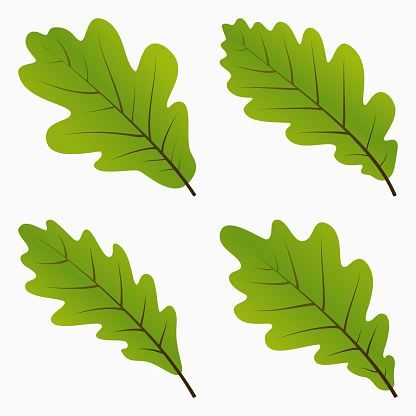 Set Green Oak Leaf. Silhouette on White Background. Vector