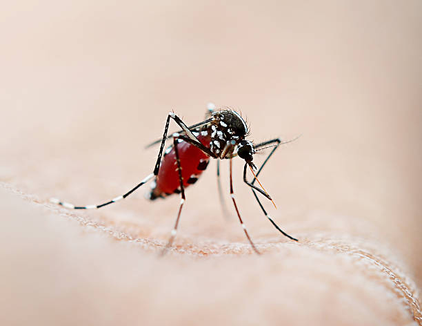 istock Mosquito sucking blood 506202658