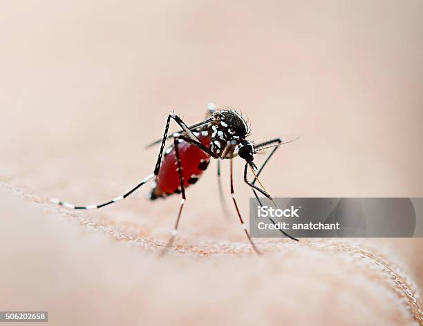 Mosquito Sucking Blood Stock Photo - Download Image Now - Anopheles Mosquito, Adult, Cocoon - Animal Stage