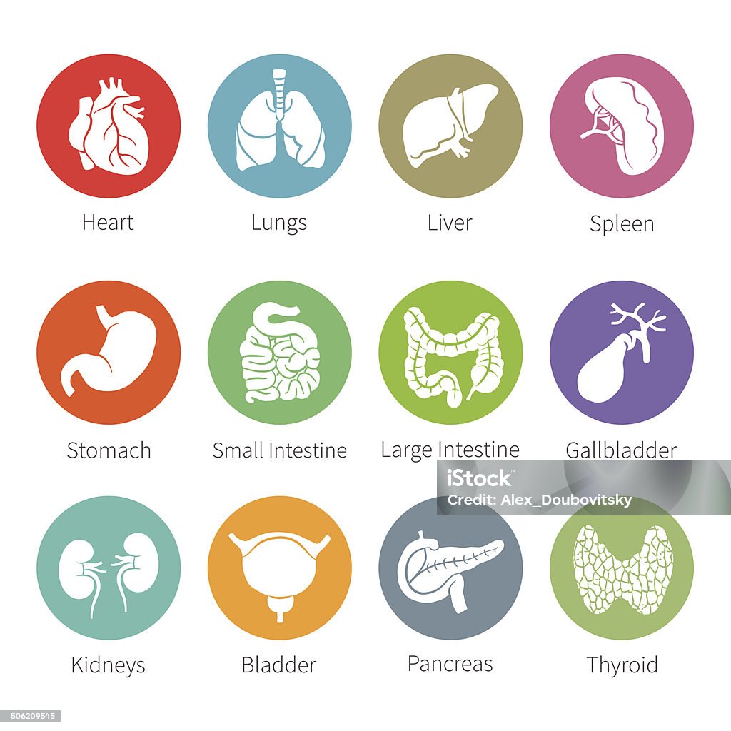 Vector icon set of human internal organs in flat style Vector icon set of human internal organs like heart spleen lungs stomach thyroid intestine bladder gallbladder pancreas kidneys and liver in flat style Icon Symbol stock vector