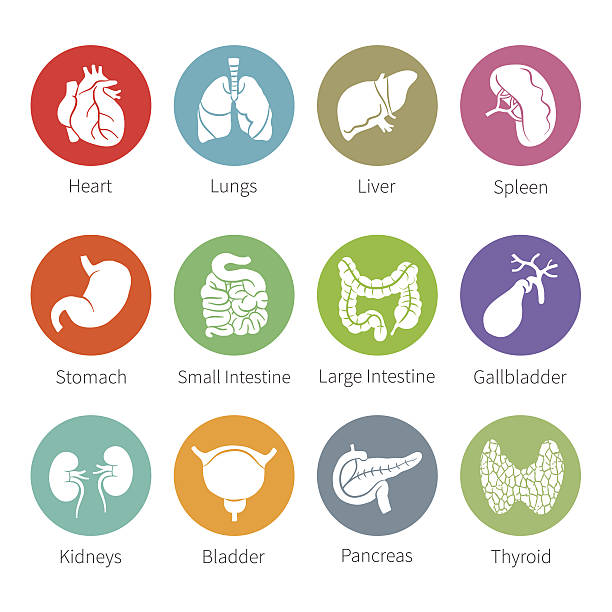 Vector icon set of human internal organs in flat style Vector icon set of human internal organs like heart spleen lungs stomach thyroid intestine bladder gallbladder pancreas kidneys and liver in flat style gall bladder stock illustrations