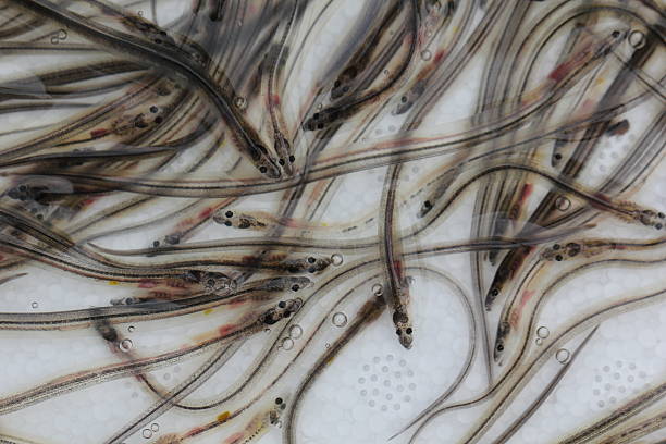 istock Batch of European Glass Eels 506210463