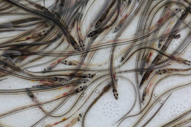 Batch of European Glass Eels April, 18 - 2012 - A batch of European Glass Eels at the end of the transportation from Spain to Northern Italy, in a fish farm. They were released for growing in natural saltwater basins, after a three-months period of weaning using chopped raw fish. Adults will be presumably catched after 6-8 years of extensive rearing. saltwater eel stock pictures, royalty-free photos & images