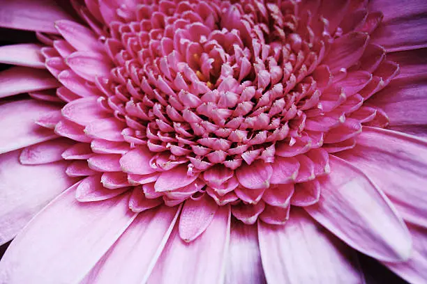 close-up of a pink gerbera