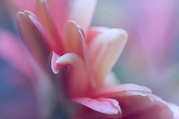 istock Artistic macro composition blur chrysanthemum flower 506210659