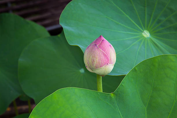 istock Beautiful lotus flower. 506210799
