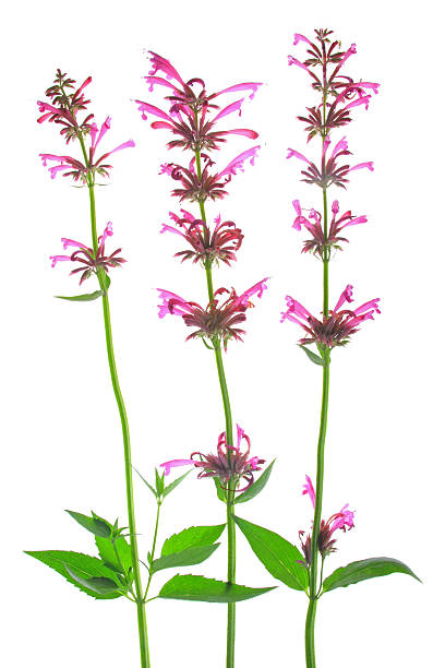 Mexican giant hyssop (Agastache mexicana Mexican giant hyssop (Agastache mexicana, Syn Cedronella mexicana), flowering plant isolated in front of white background agastache stock pictures, royalty-free photos & images