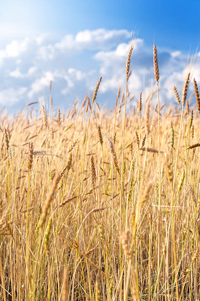 istock Beautiful yellow yields on blue background 506212783