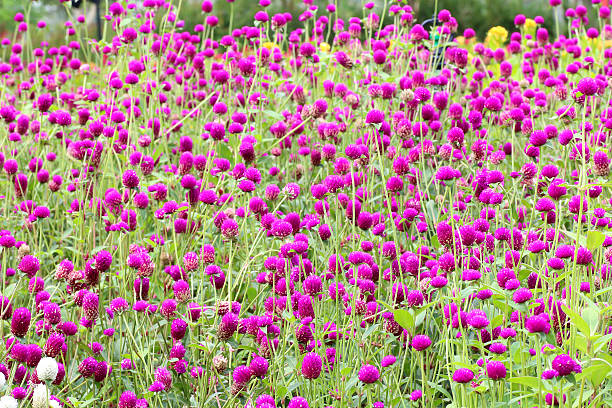 istock Purple Globe amaranth flower 506213117