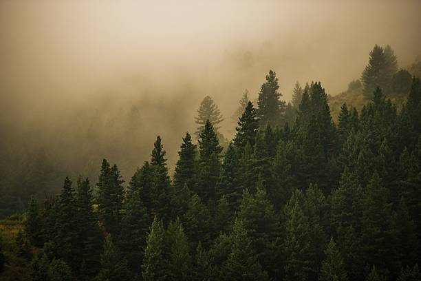 istock Foggy Colorado Forest 506213195