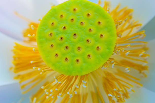 istock White lotus flower with yellow pollen. 506213319