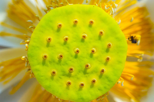 istock White lotus flower with yellow pollen. 506213321