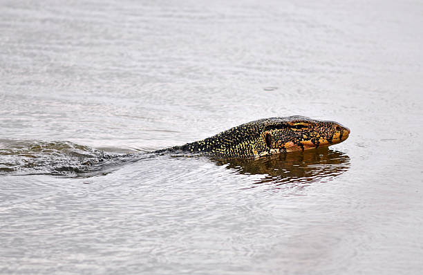 istock Water monitor 506213389