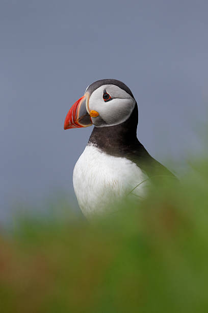 istock Puffin, Fratercula arctica 506213523