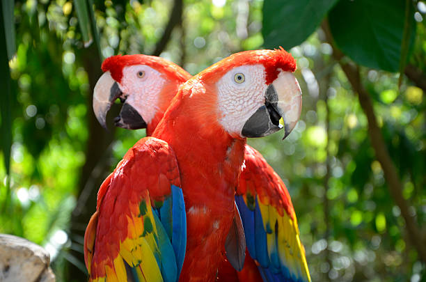 Pair of Wild Forest Scarlet Macaws Two colourful Scarlet Macaws facing left and right against a dense green tropical forest background. scarlet macaw stock pictures, royalty-free photos & images